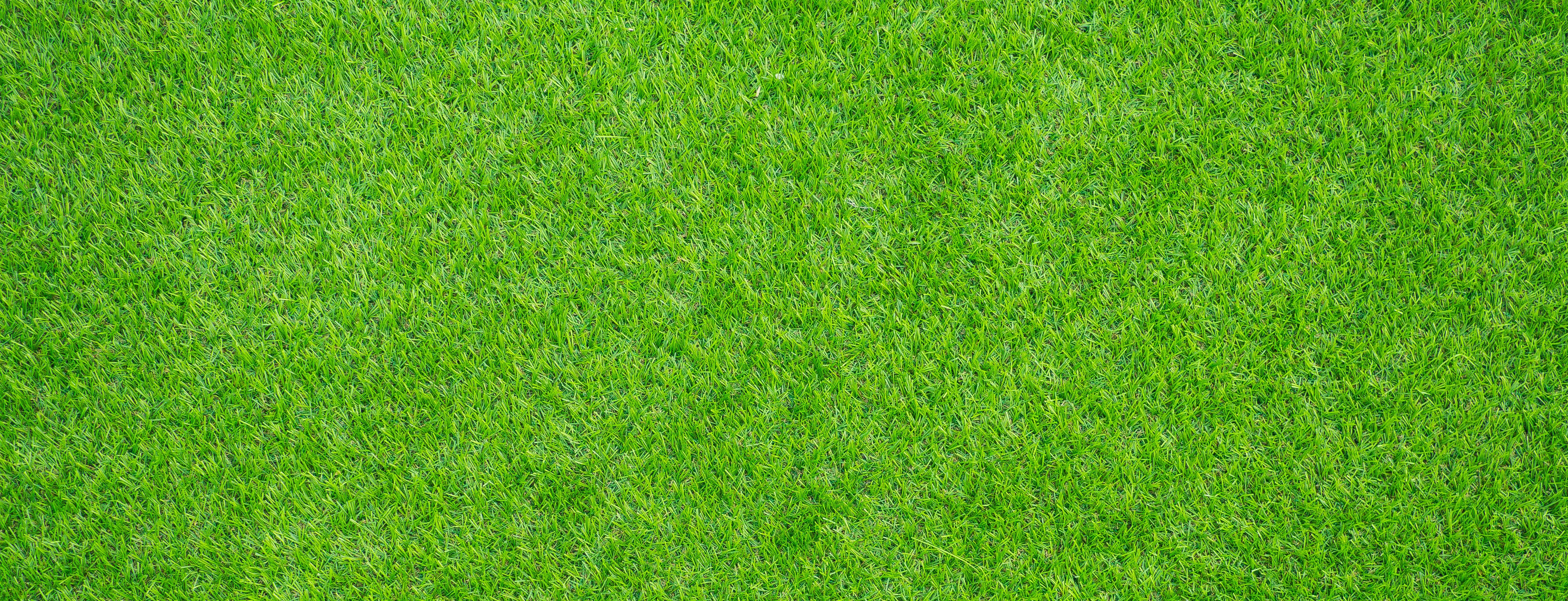 grass background