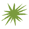 cactus-spines-fairway-B 1
