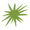 cactus-spines-fairway-B 1