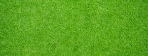 grass background