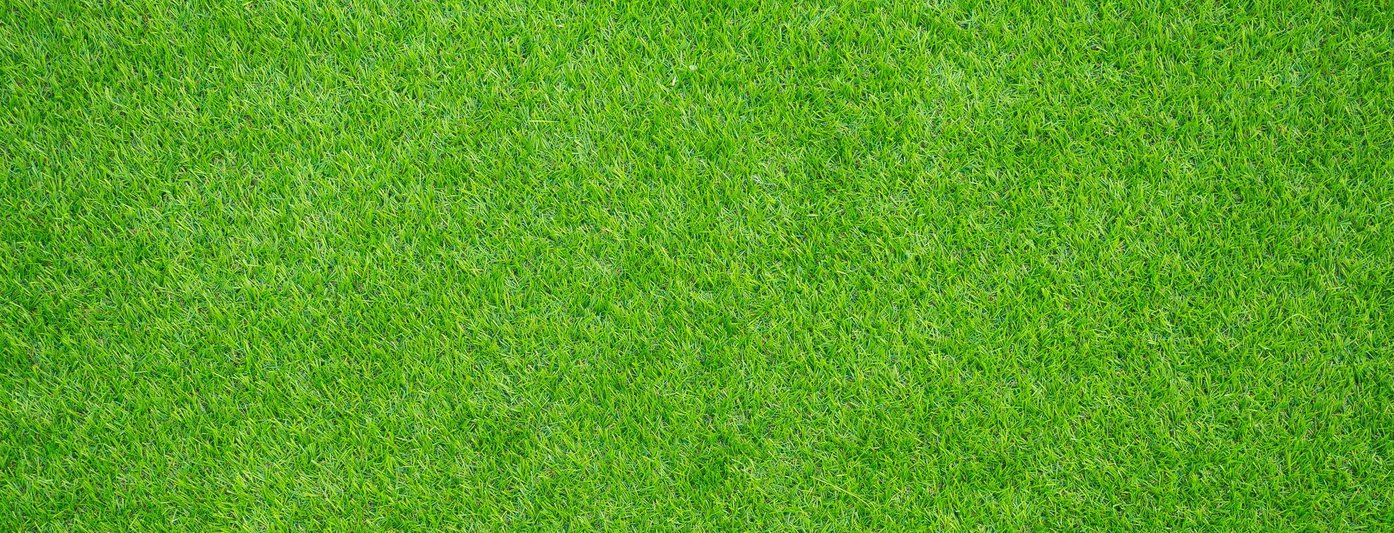 grass background